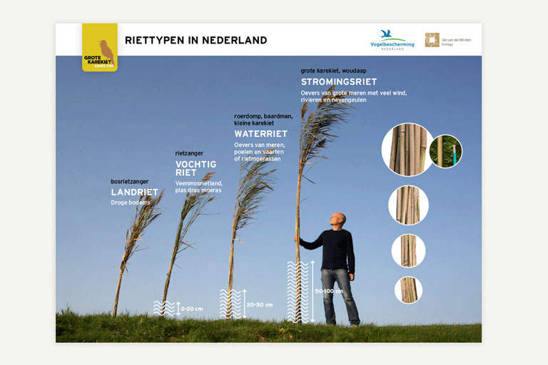 Project artwork grote karekiet zoekt riet