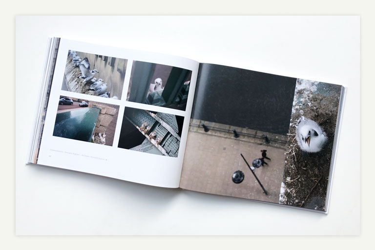 fotoboek turn the tide, birds around the north sea