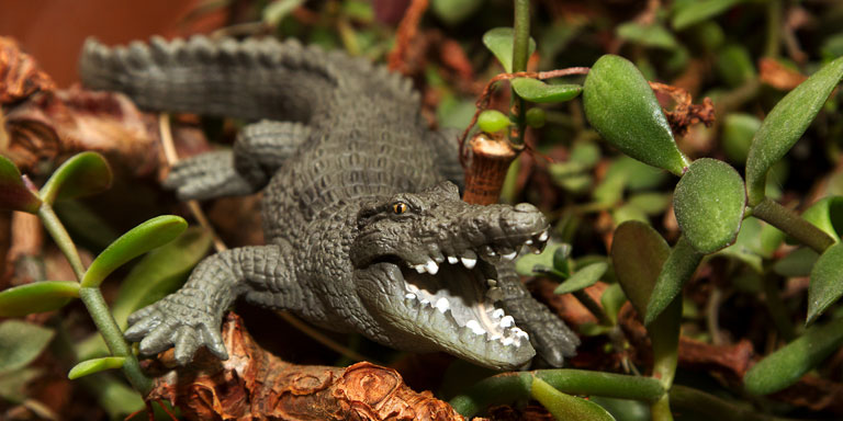 Krokodil
